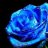 blue rose44