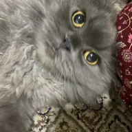 رغد العنزي