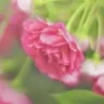 الفردوس~