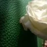yara_m
