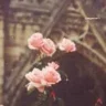 frozen_rose