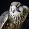 اصحاب السعاده