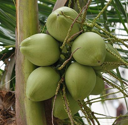 nyuhgadang.jpg