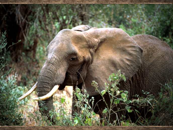 elephant-closeup.jpg